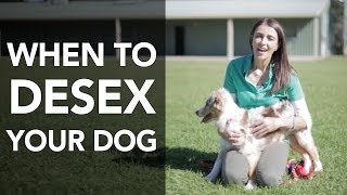 What age to desex a dog  Q amp As with Dr Katrina [upl. by Claretta]