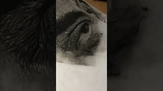 Hyperrealistic Sketch Tutorial shorts [upl. by Emyam490]