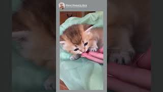 Cute Kitten Cat 😍❤️ cat kitten catlover [upl. by Nitsej]