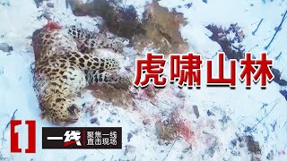 《一线》猛兽王国！东北虎和东北豹聚集在此 他们在守护！20241105 [upl. by Vevine]