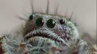 Jumping Spider Got Cute [upl. by Aldus]