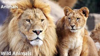 Wild Animals Showdown Unbelievable Fights You Have to See [upl. by Avir]