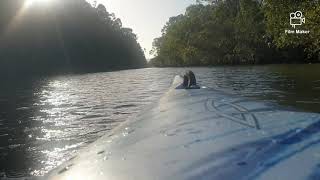 A tranquil paddle up coombabah creek kayaking coombabah lake wildlife conservation park gold coast [upl. by Lunn]