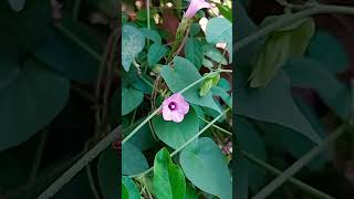 Ipomoea trilobaCommonly called as quotMorning Glory quot [upl. by Hedelman]