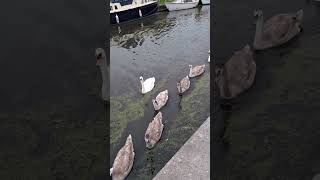 Only 6 cygnets with Cloud and Skye Sankey canal Penketh [upl. by Issi]