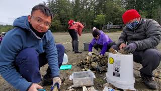 Harvesting Clams amp Oysters in Belfair Washington  Tri Nguyen [upl. by Placia548]