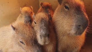 okay i pull up capybara [upl. by Esej]