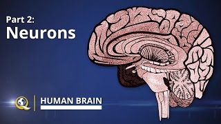 Neurons  Human Brain Series  Part 2 [upl. by Frankhouse]