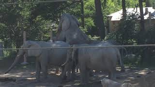 Elephants Mating at the Cleveland Zoo [upl. by Noedig445]