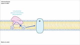 10 CHYLOMICRON METABOLISM [upl. by Aedrahs]