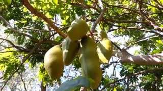 Castanospermum australe seed pods  Blackbean  Moreton Bay Chestnut HD 04 [upl. by Hedvig]