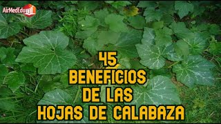 45 Beneficios de las Hojas de Calabaza [upl. by Keeton]