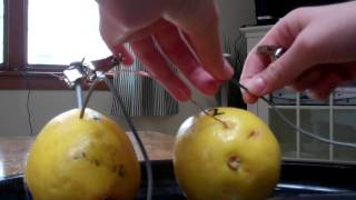 How to power a battery operated clock with lemons [upl. by Lahcar672]