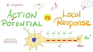 Action Potential vs Local Response  Comparison  Nerve Physiology [upl. by Noraed]