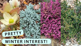 Bring Color To Your Winter Garden With These 7 Plants [upl. by Isleen]