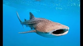 Whale Shark Diving Tanzania  Walhai tauchen Tansania [upl. by Cherye644]