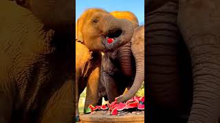 Ways Watermelon Affects Elephants Health🐘🍉elephant watermelon cute animals wildlife shorts [upl. by Eittel]