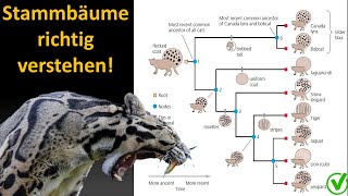 Kladistik Tutorial 2 Wie interpretiere ich einen Stammbaum Kladogramm [upl. by Yrovi]