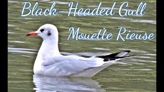 Cri de Mouette Rieuse  Grand Gravelot  laughing gull  Mer  oiseau  Ploemeur  Bretagne  France [upl. by Giulietta]