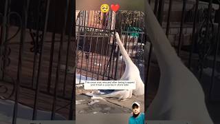 This Swan was Rescued after Being Trapped and then🥺😳 swan birds ytshortfeed ytshortsviral [upl. by Gignac505]