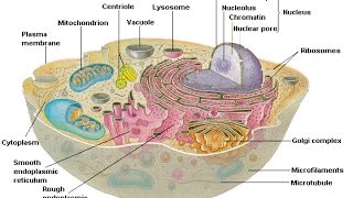 Basic Structure of a Cell [upl. by Beal]