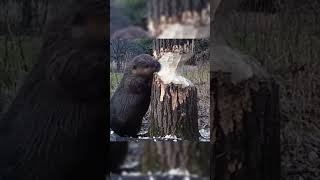 Beavers Stay Alert While Eating to Avoid Falling Branches😱 animal beavers [upl. by Hoj]