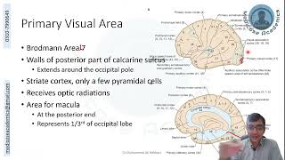 Occipital Lobe Functional Areas [upl. by Hogue]