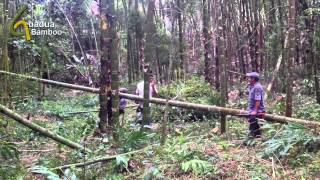 Guadua Bamboo Harvest and Treatment Process [upl. by Ydnim]