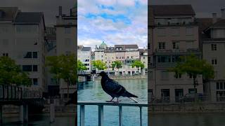 Zurich Switzerland 🇨🇭 Limmat River shortsfeed travel zurich switzerland [upl. by Moss168]