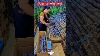 Sugar cane cutting whole process Crisp and sweet refreshing spectacular scene。甘蔗切割全過程！脆甜爽口，一排排壯觀場景 [upl. by Airdnal]