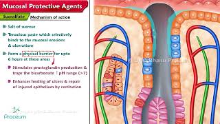 Mucosal Protective Agents Sucralfate amp Bismuth compounds [upl. by Refanej]