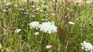 Peen  Daucus carota  NL Bloeit  Planten van hier [upl. by Durware990]