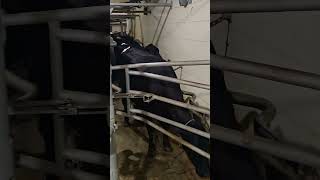 delaval training cow [upl. by Toddy]