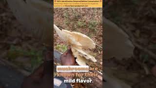 🍄🔥 Up Close with the Giant Oyster Mushroom 🔥🍄 [upl. by Goldsmith661]