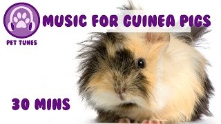 Music for Guinea Pigs Calming and Soothing Music for Piggys Make Your Pig Vibrate with Happiness [upl. by Lesser31]