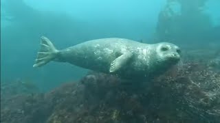 Seal plays with divers fins  Just the Bubbles Ep2 [upl. by Garbers329]