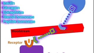 Receptors amp Signal Transduction A Summary Metabolism Made Easy [upl. by Crespi]