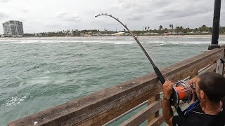 Pier Fishing [upl. by Allemat]