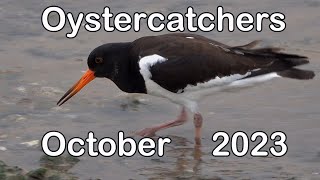 Oystercatchers  2023 [upl. by Haneekas]