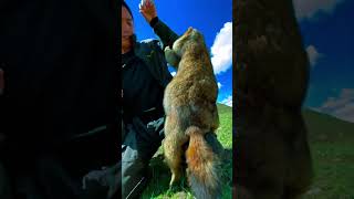 Cute Wild animal bobak marmot or prairie dog 441 [upl. by Orabelle]