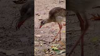 Red legged Seriema of Pairi Daiza Zoo Brugelette Belgium Please subscribe thanks😃pairidaiza [upl. by Nnylkoorb]