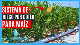 SISTEMA DE RIEGO POR GOTEO PARA CULTIVO DE MAÍZ DISEÑO  ESQUEMA💧🌾 IMCREMENTA TU PRODUCCIÓN📈🌿🌱 [upl. by Herra]