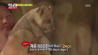 Ji Hyo pets Baby Lion and Kwang Soo [upl. by Attecnoc]