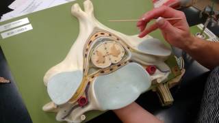 Lab Video Brain Meninges Ventricles Part 3 [upl. by Garnette199]