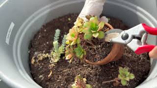 Aeonium haworthii pinwheel kiwi Succulent  Repot [upl. by Norek]