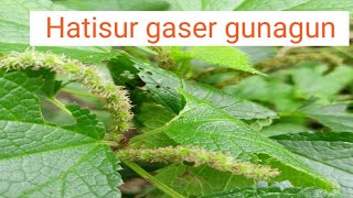 Hatisur plant benefits Hatisur gaser gunagun Sevenstar Vlog Ayurvedic [upl. by Epuladaug]