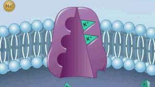 Sodium Potassium Pump [upl. by Zetes]