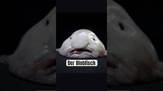 Der Blobfisch hässlichster Fisch der Welt wissenswert biologie tierfakten fakten tiefsee [upl. by Fatimah]