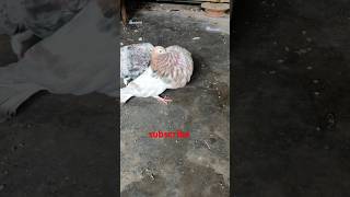 🇧🇩❤️almon gaditano fimale ❤️🇧🇩viralvideo bird kabutar pigeonbird [upl. by Nefen987]