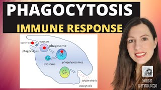 PHAGOCYTOSISAlevel Biology Phagocytes and macrophages engulf pathogens amp lysozyme destroys them [upl. by Sunderland612]